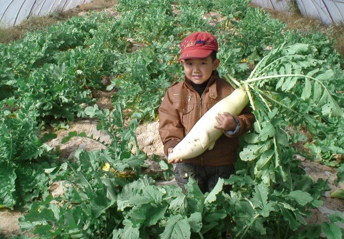 Daikon Raphanus seed longipinnatus Long White